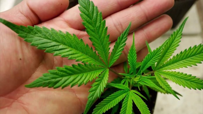 Статья за выращивание марихуаны марихуана автоцвет семена