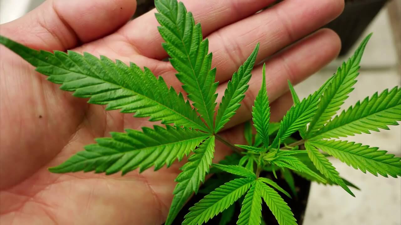 какая статья за выращивание марихуаны